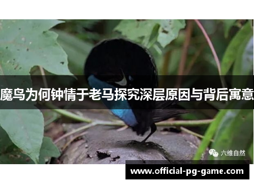 魔鸟为何钟情于老马探究深层原因与背后寓意